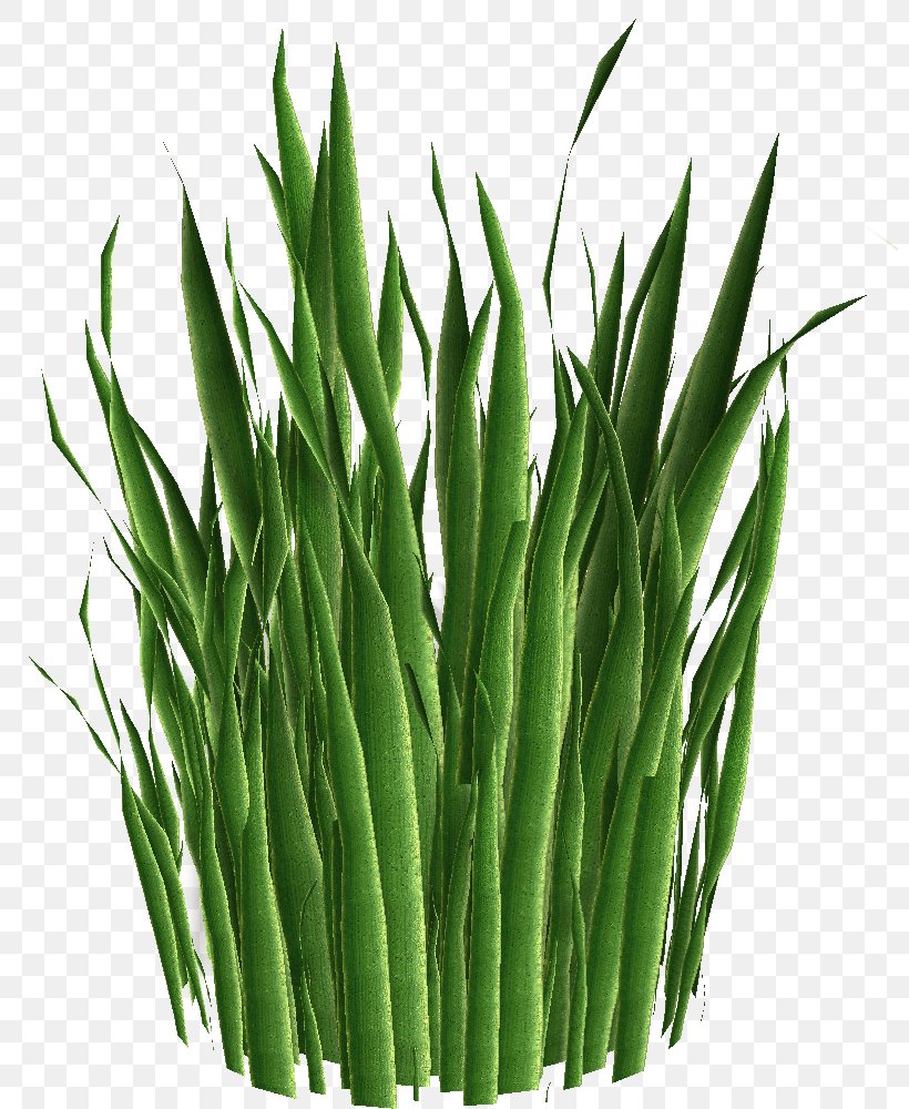 Plants Welsh Onion Nature Ecosystem Green, PNG, 800x1000px, Plants, Animal, Commodity, Ecosystem, Fauna Download Free