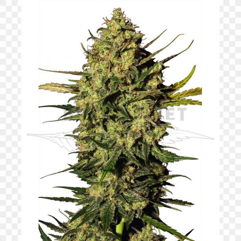 Hindu Kush Autoflowering Cannabis Hashish, PNG, 1000x1000px, Hindu Kush, Autoflowering Cannabis, Cannabis, Cannabis Sativa, Grass Download Free