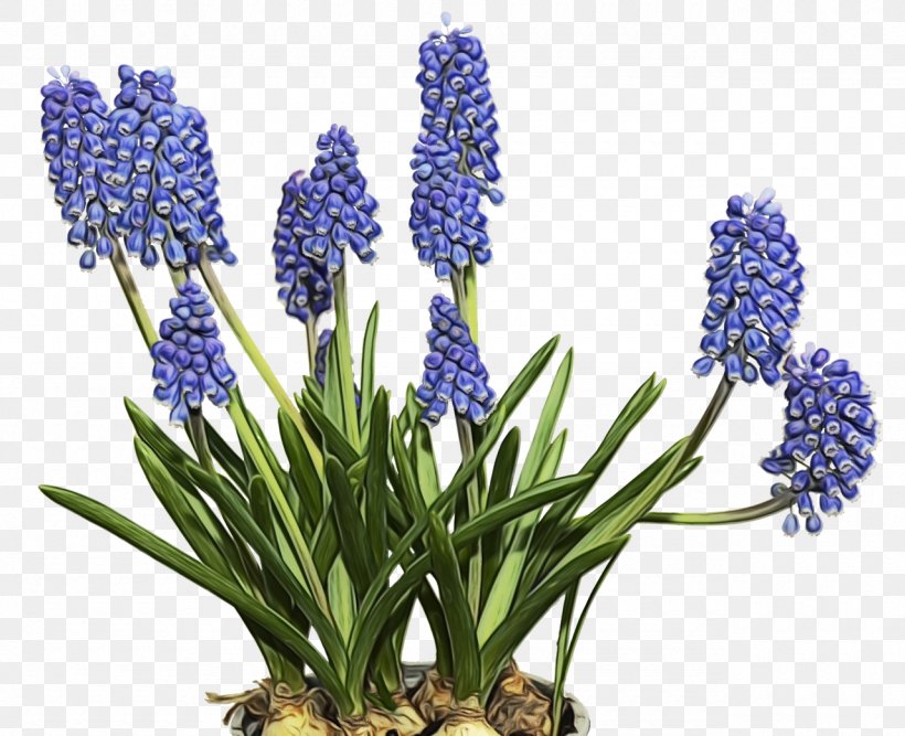 Lavender, PNG, 1280x1042px, Watercolor, Bluebonnet, Delphinium, Flower, Flowering Plant Download Free