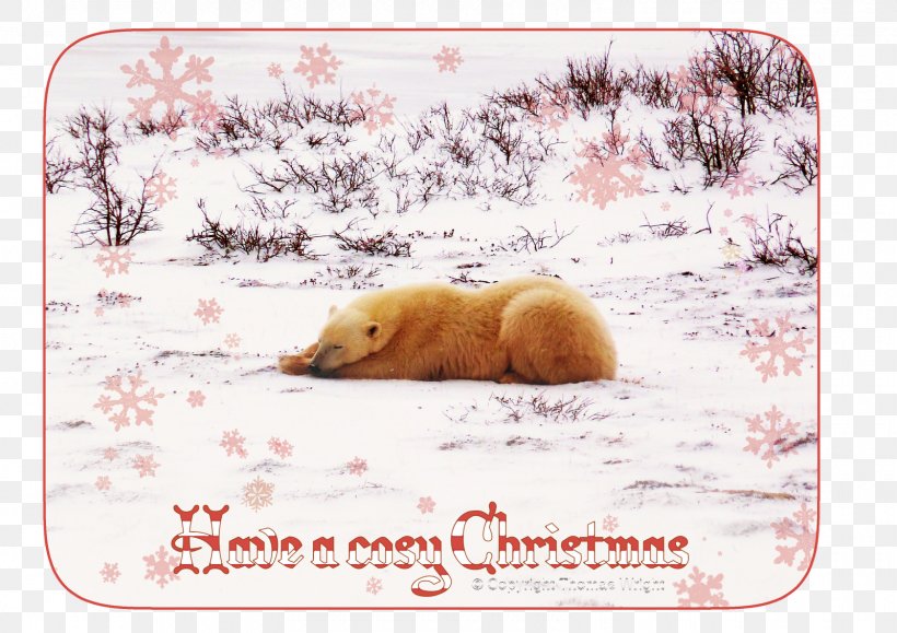 Polar Bear Christmas Card Cuteness, PNG, 1600x1131px, Polar Bear, Animal, Bear, Carnivoran, Christmas Download Free