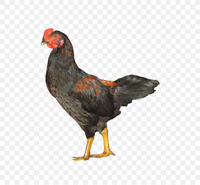 Rooster Gà Ta Lai Ri Chicken Black-Bone Silky Fowl Kien Chicken, PNG, 490x761px, Rooster, Animal Husbandry, Beak, Bird, Broiler Download Free