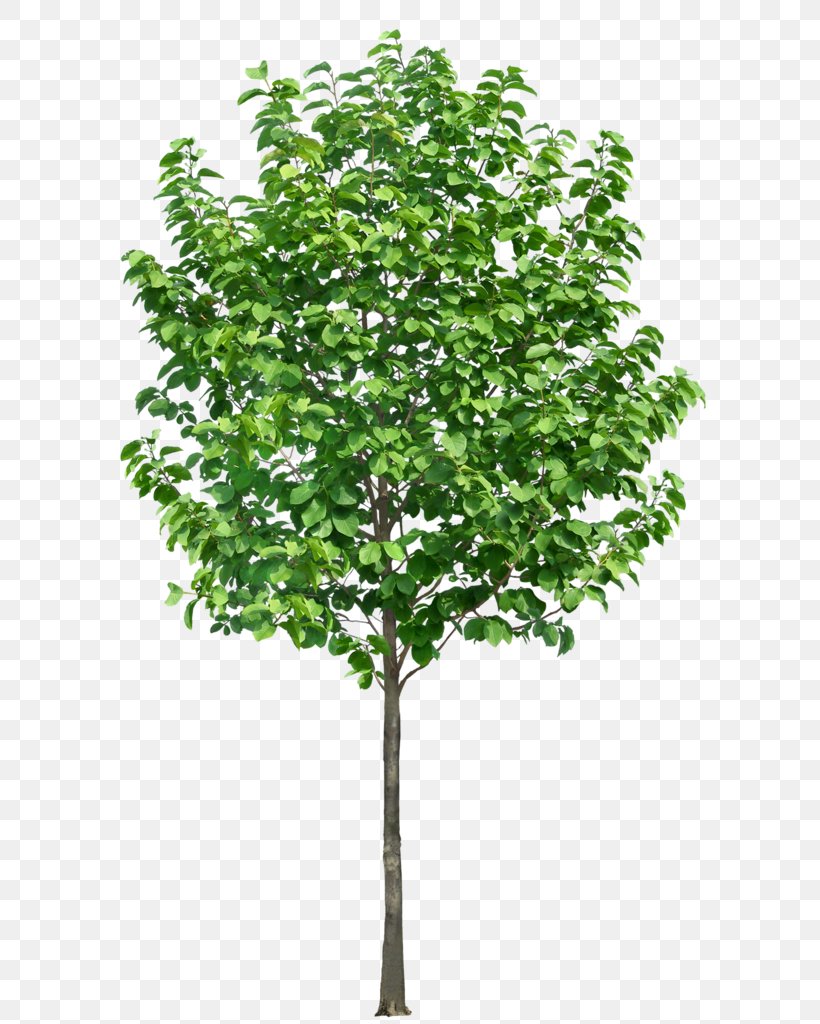 Tree, PNG, 616x1024px, Tree, Branch, Grass, Layers, Leaf Download Free