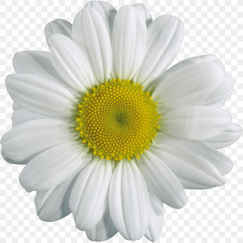 Chamomile Clip Art Image Transparency, PNG, 850x848px, Chamomile, Chrysanths, Cut Flowers, Daisy, Daisy Family Download Free