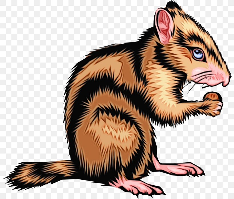 Clip Art Ferret Squirrel Rat Eastern Chipmunk, PNG, 804x700px, Watercolor, Eastern Chipmunk, Ferret, Paint, Rat Download Free