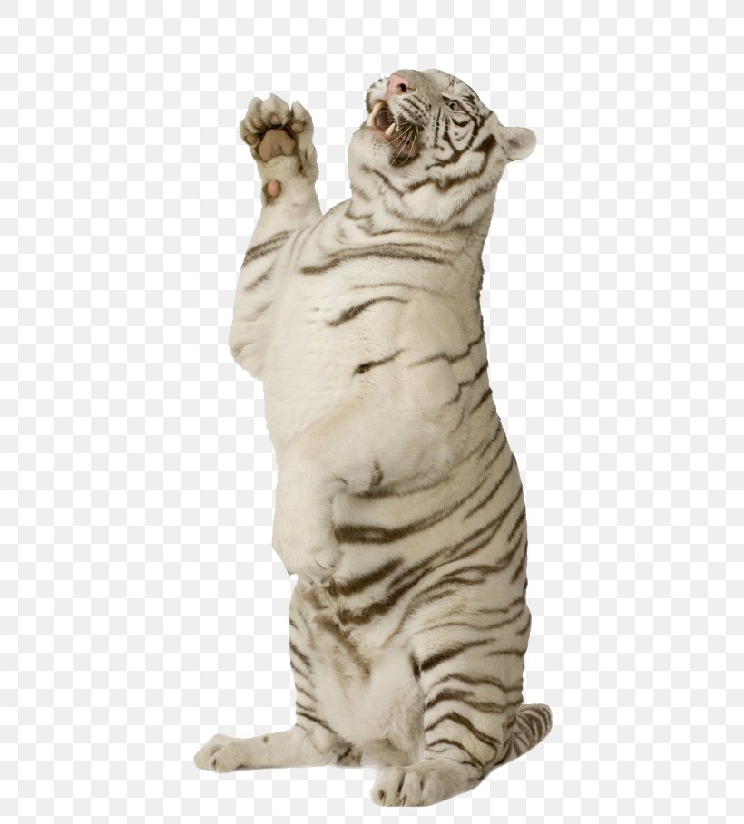 Felidae Lion Cat Bengal Tiger White Tiger, PNG, 650x909px, Felidae, Animal, Bengal Tiger, Big Cats, Carnivoran Download Free