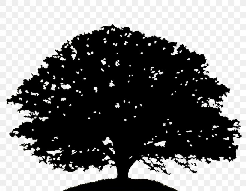 Oak Tree Silhouette Drawing Clip Art, PNG, 837x652px, Oak, Acorn, Art, Black, Black And White Download Free