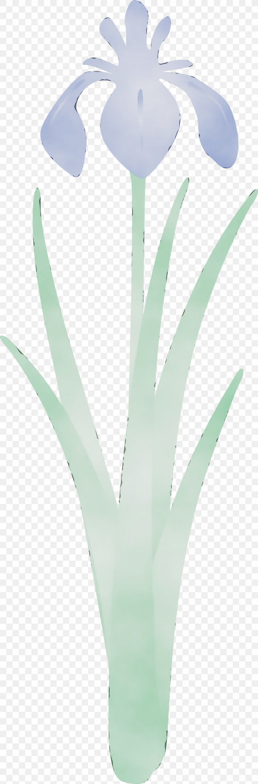 Plant Flower Leaf Aloe Grass Family, PNG, 988x3000px, Iris Flower, Agave, Aloe, Flower, Grass Family Download Free