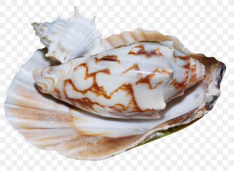 Baked Alaska Scallop Shankha Frozen Dessert Conchology, PNG, 2495x1821px, Baked Alaska, Baking, Clams Oysters Mussels And Scallops, Conch, Conchology Download Free