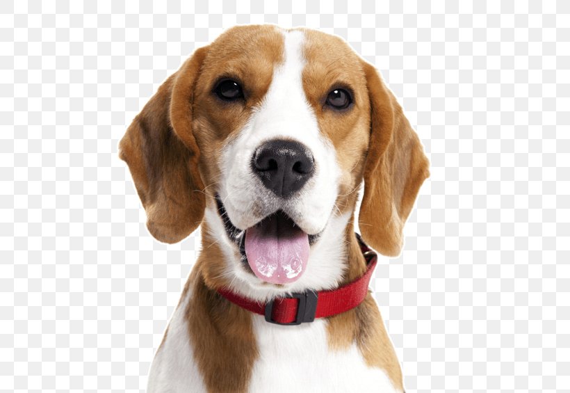 Beagle Wire Hair Fox Terrier Puppy Treeing Walker Coonhound Basset Hound, PNG, 553x565px, Beagle, American Foxhound, Ancient Dog Breeds, Basset Hound, Beagador Download Free