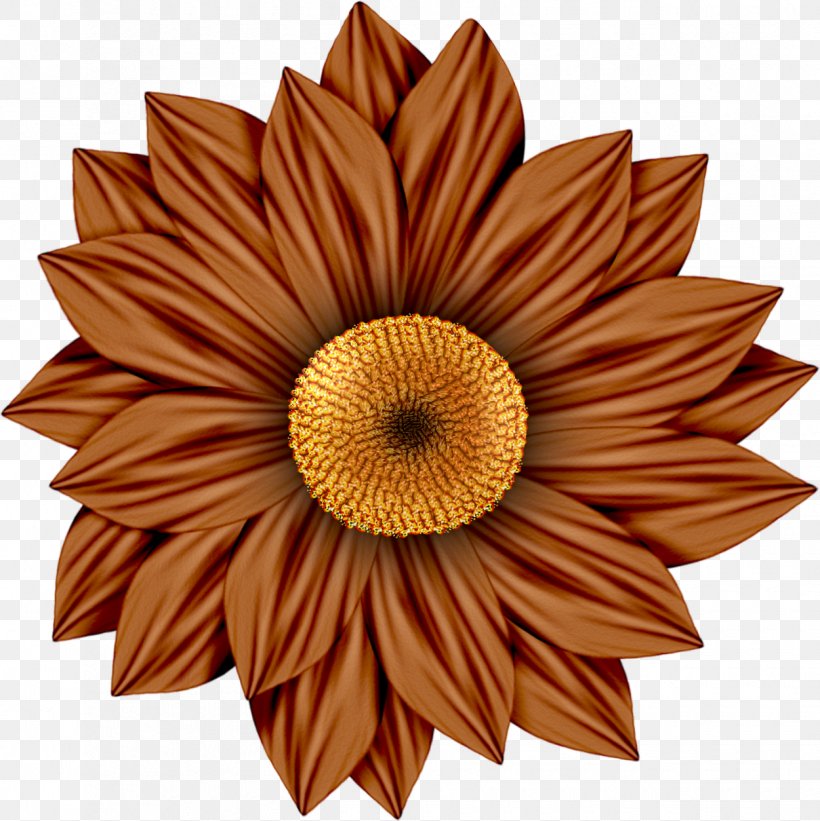 Common Sunflower Daisy Family Transvaal Daisy Red Clip Art, PNG, 1250x1253px, Common Sunflower, Common Daisy, Cut Flowers, Daisy Family, Drawing Download Free