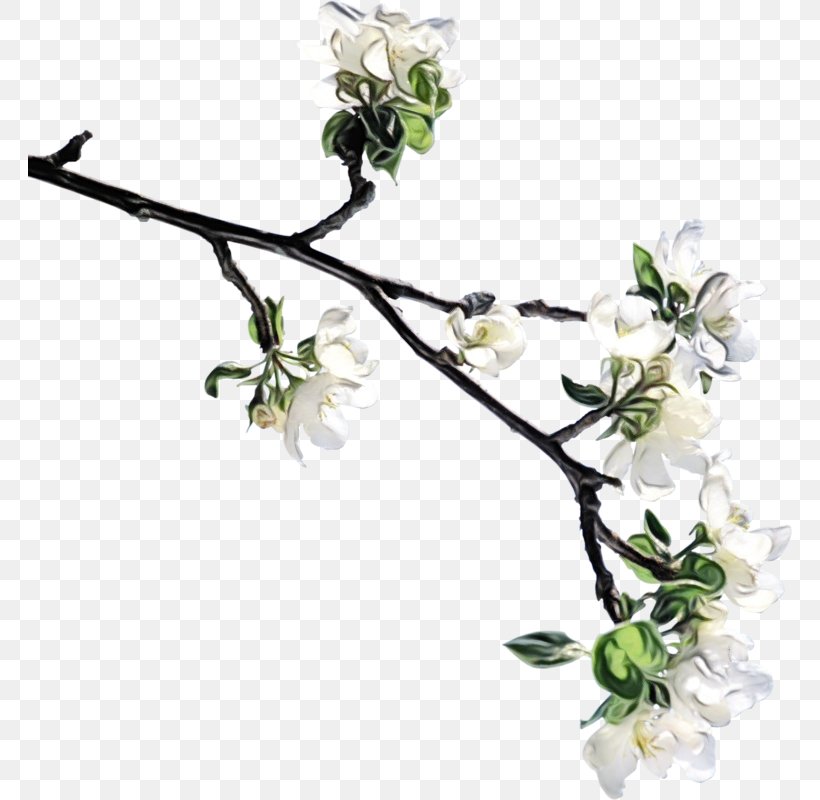 Flower Plant Branch Twig Cut Flowers, PNG, 764x800px, Watercolor, Blossom, Branch, Cut Flowers, Dendrobium Download Free