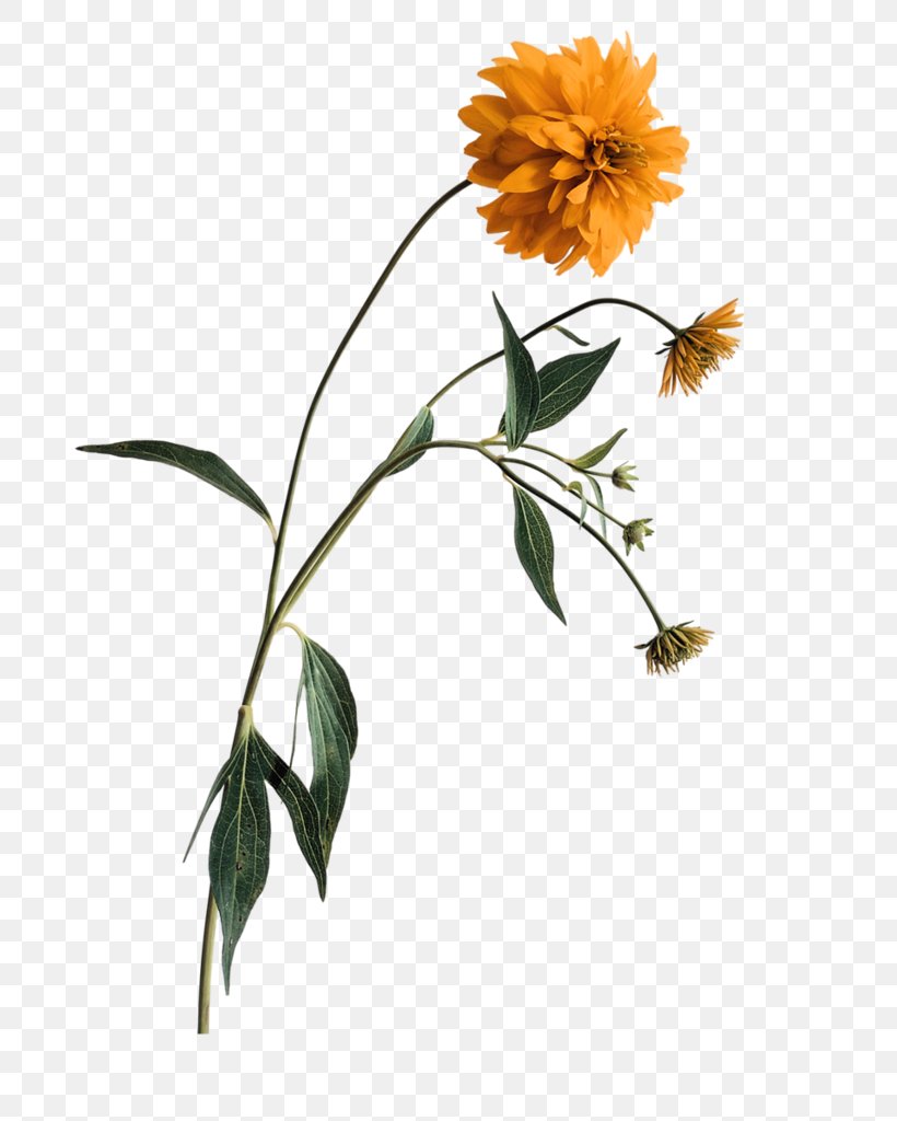 Flower, PNG, 781x1024px, Flower, Branch, Common Daisy, Cut Flowers, Data Compression Download Free