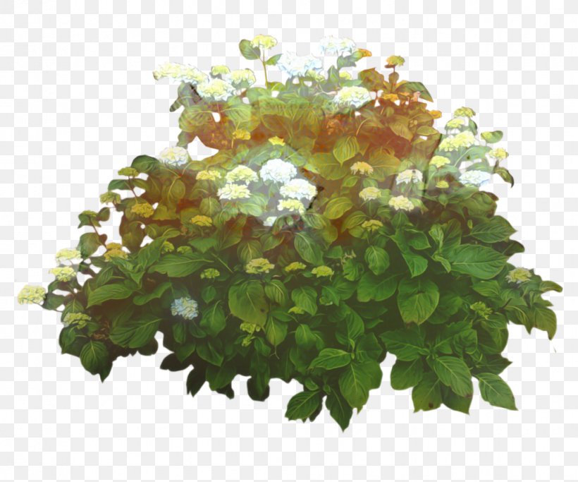 Judas-tree Shrub Clip Art Flower, PNG, 1022x852px, Judastree, Flower, Flowering Plant, Geranium, Guelder Rose Download Free