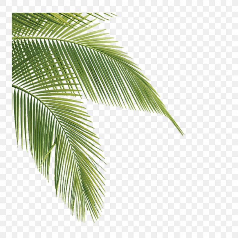 Leaf Asian Palmyra Palm Plants Tree Desktop Wallpaper, PNG, 1024x1024px, Leaf, Arecales, Asian Palmyra Palm, Borassus, Coconut Download Free