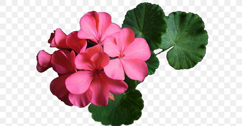 Clip Art Geraniums Image Plants, PNG, 600x428px, Geraniums, Annual Plant, Collage, Flower, Flowering Plant Download Free