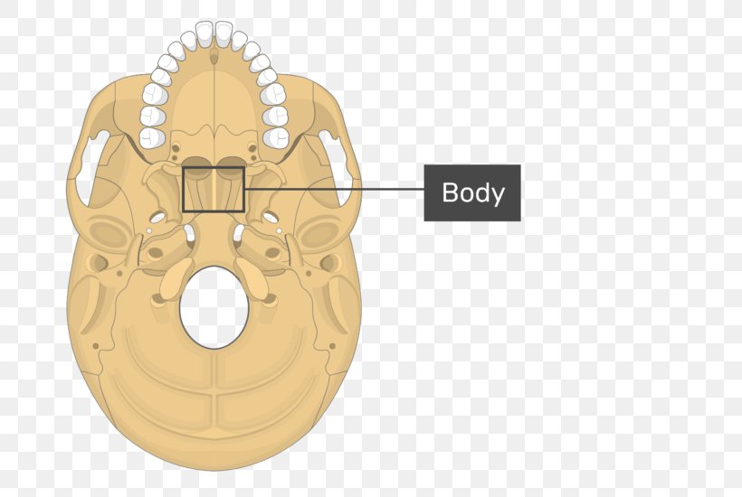 Pterygoid Processes Of The Sphenoid Sphenoid Bone Medial Pterygoid Muscle Lateral Pterygoid Muscle, PNG, 742x550px, Watercolor, Cartoon, Flower, Frame, Heart Download Free