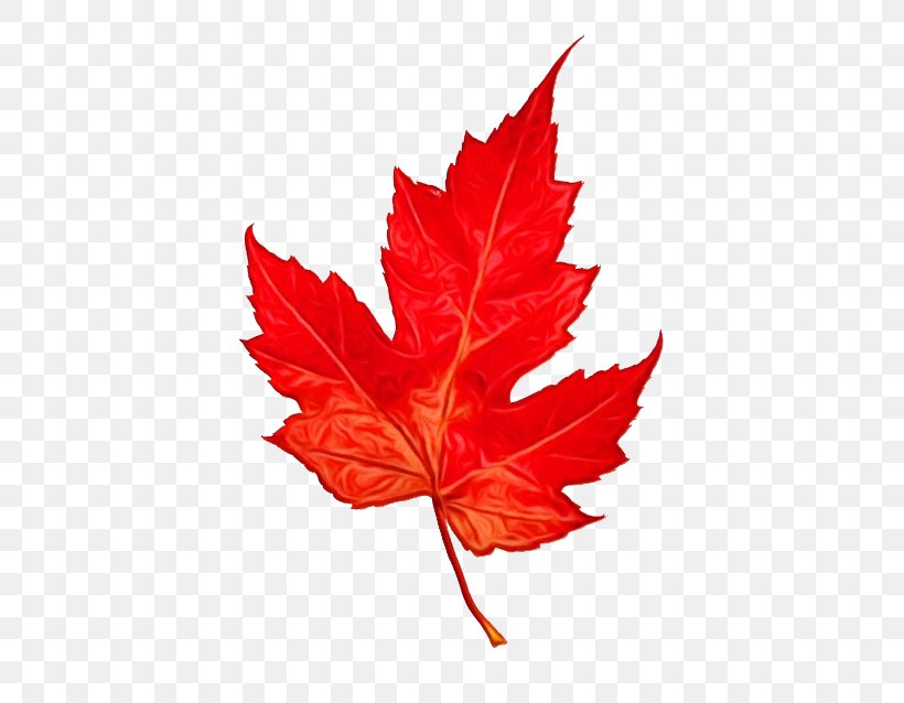 Red Maple Tree, PNG, 500x638px, Maple Leaf, Aceraceae, Black Maple, Canadian Gold Maple Leaf, Canadian Maple Leaf Download Free