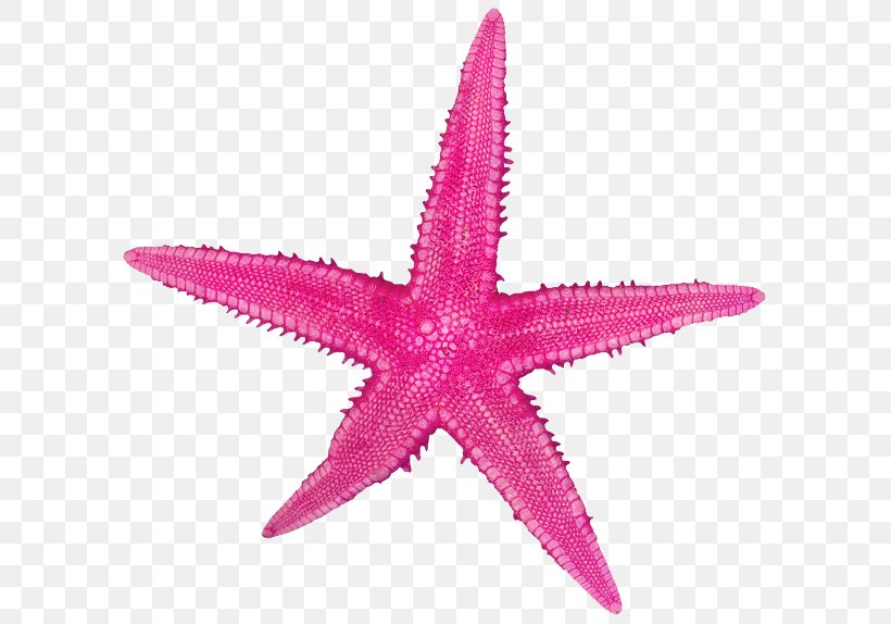 Starfish Sand Echinoderm Rock, PNG, 600x574px, Starfish, Beach, Beachrock, Echinoderm, Glass Download Free