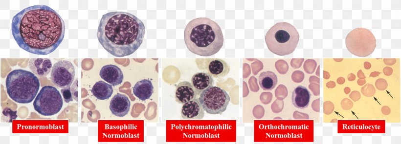 Erythropoiesis Red Blood Cell Hematology Neutrophil Haematopoiesis, PNG, 1367x494px, Erythropoiesis, Anemia, Blood, Blood Cell, Cell Download Free