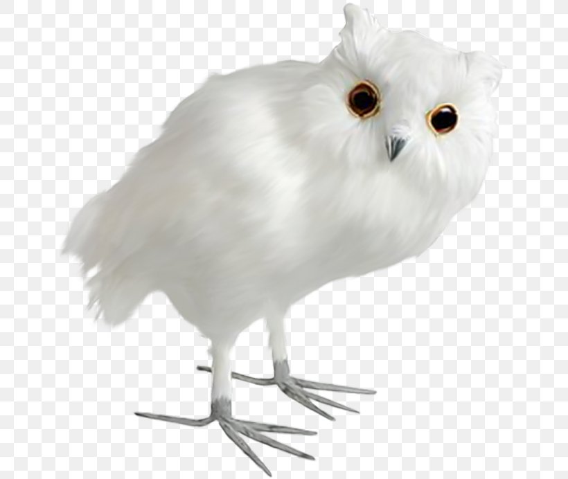 Owl Bird, PNG, 647x692px, Owl, Beak, Bird, Bird Of Prey, Chicken Download Free