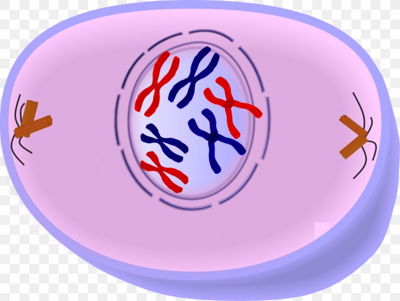 Prophase Cell Division Mitosis Cell Cycle Metaphase, PNG, 1154x868px, Prophase, Anaphase, Cell, Cell Cycle, Cell Division Download Free