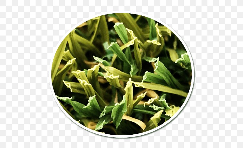 Artificial Turf Spinach Lawn Vegetarian Cuisine Herb, PNG, 500x500px, Artificial Turf, Dish, Food, Herb, Industry Download Free