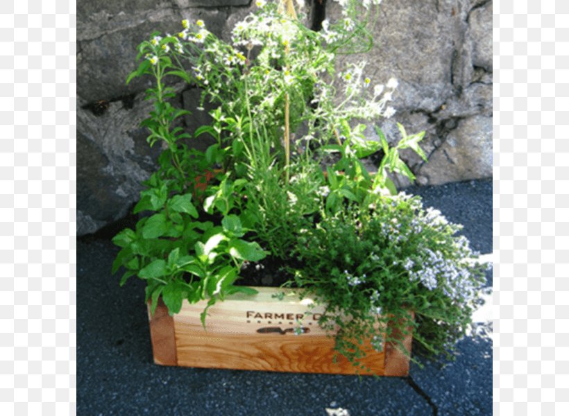 Herb Flowerpot Flower Box Window Garden, PNG, 800x600px, Herb, Box, Cedar Wood, Fines Herbes, Flower Download Free