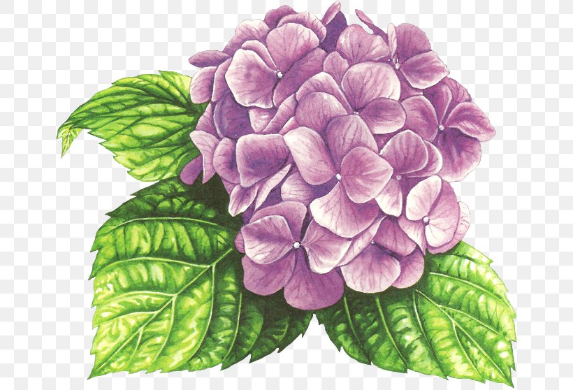 Hydrangea Watercolor Painting Drawing, PNG, 664x558px, Hydrangea, Art, Cornales, Drawing, Flower Download Free
