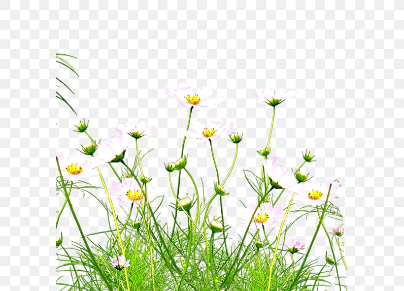 Kunshan Wildflower, PNG, 591x591px, Kunshan, Chrysanthemum, Daisy, Daisy Family, Flora Download Free