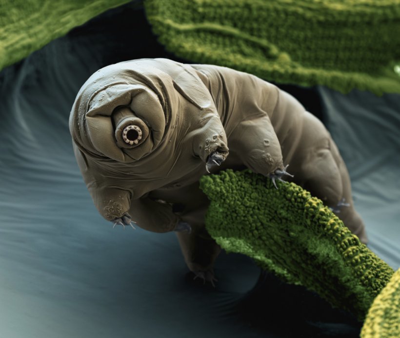 Tardigrade Micro-animal Vacuum Macrobiotus Sapiens Organism, PNG, 1021x862px, Tardigrade, Animal, Aquatic Animal, Biology, Electron Microscope Download Free