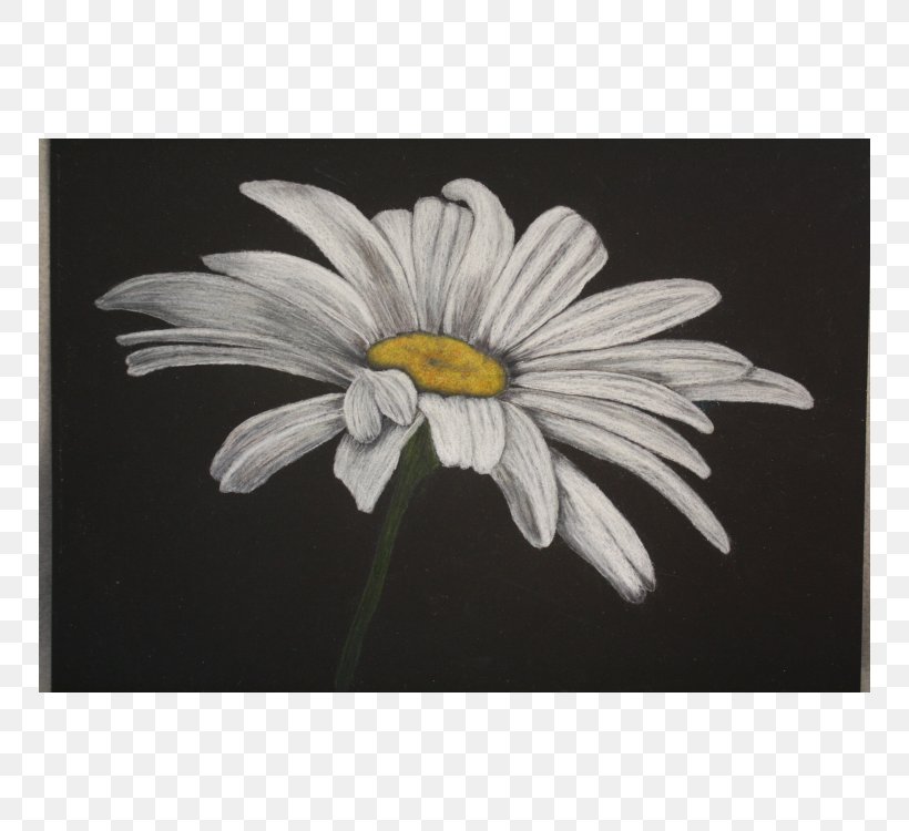 Common Daisy Oxeye Daisy Color Chamomile Pencil, PNG, 750x750px, 2017, Common Daisy, Chamomile, Color, Colored Pencil Download Free