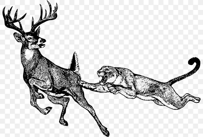 Cougar White-tailed Deer Lion Hunting, PNG, 800x554px, Cougar, Antler, Black And White, Carnivoran, Deer Download Free