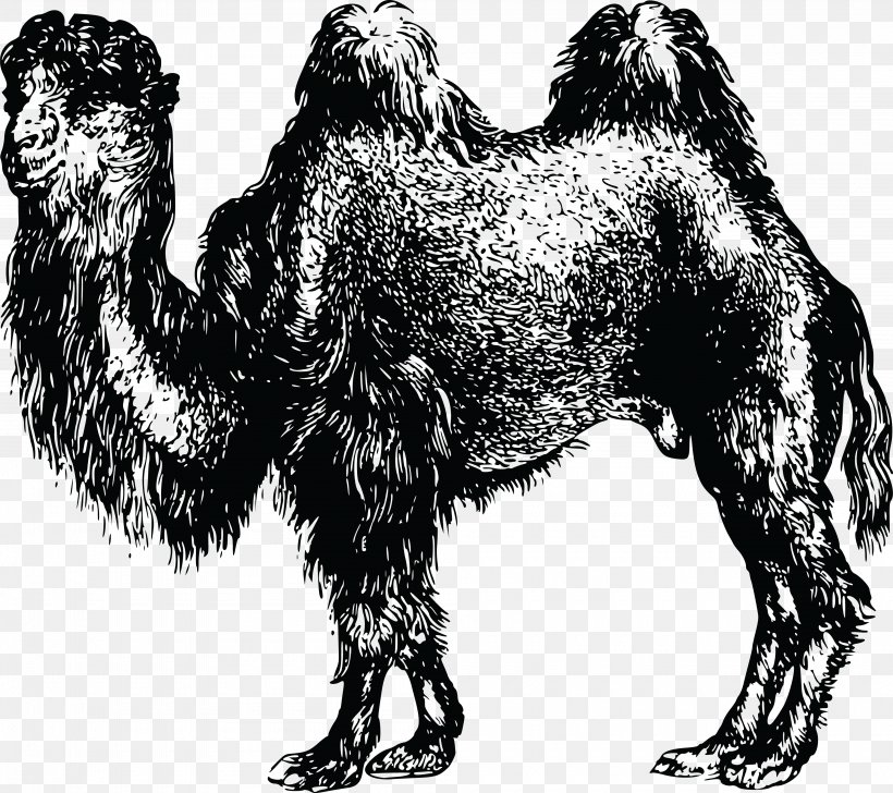 Dromedary Bactrian Camel Clip Art, PNG, 4000x3553px, Dromedary, Animal, Arabian Camel, Bactrian Camel, Black And White Download Free