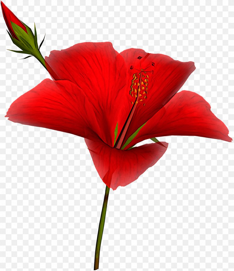 Flower Flowering Plant Petal Red Plant, PNG, 1382x1600px, Flower, Flowering Plant, Hibiscus, Lily, Pedicel Download Free