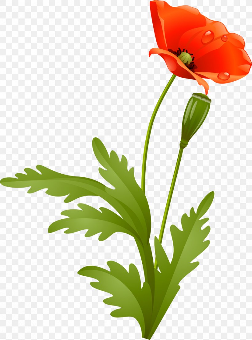 Flower Poppy Petal Plant Stem, PNG, 891x1200px, Flower, Blume, Cut Flowers, Flora, Floral Design Download Free