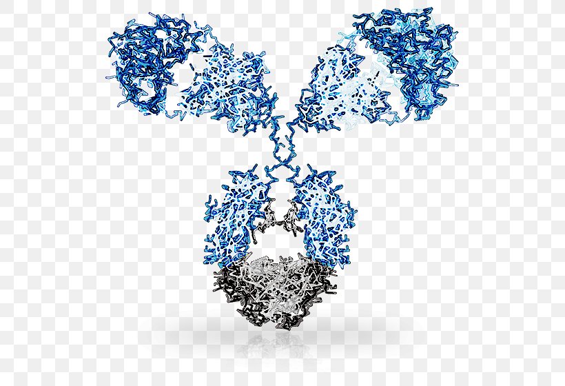 Monoclonal Antibody Affinity Maturation Immune Response B Cell, PNG, 560x560px, Antibody, B Cell, Blue, Body Jewellery, Body Jewelry Download Free