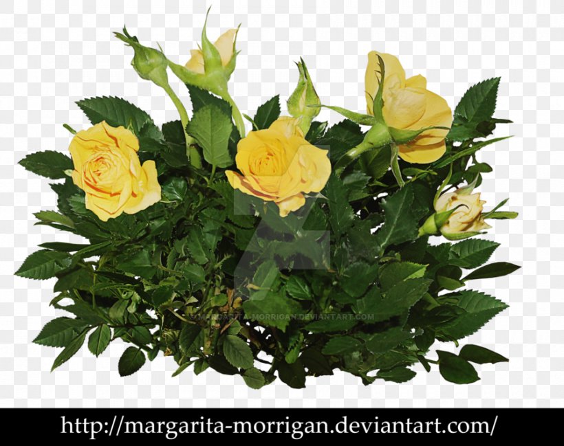 Rose Yellow Flower Plant Shrub, PNG, 900x713px, Rose, Annual Plant, Cut Flowers, Floral Design, Floristry Download Free
