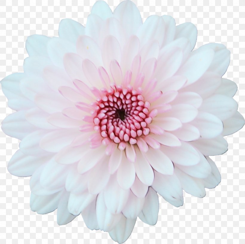 Transvaal Daisy Cut Flowers Chrysanthemum Dahlia Petal, PNG, 1200x1196px, Transvaal Daisy, Artificial Flower, Aster, Barberton Daisy, Chrysanthemum Download Free