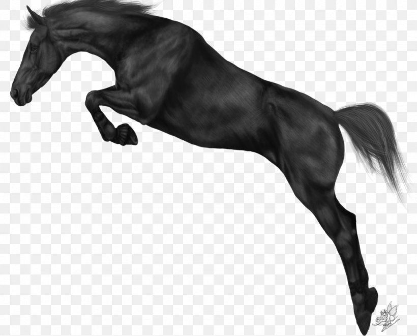 Arabian Horse Show Jumping Equestrian Friesian Horse, PNG, 1024x826px, Arabian Horse, Bay, Bit, Black, Black And White Download Free