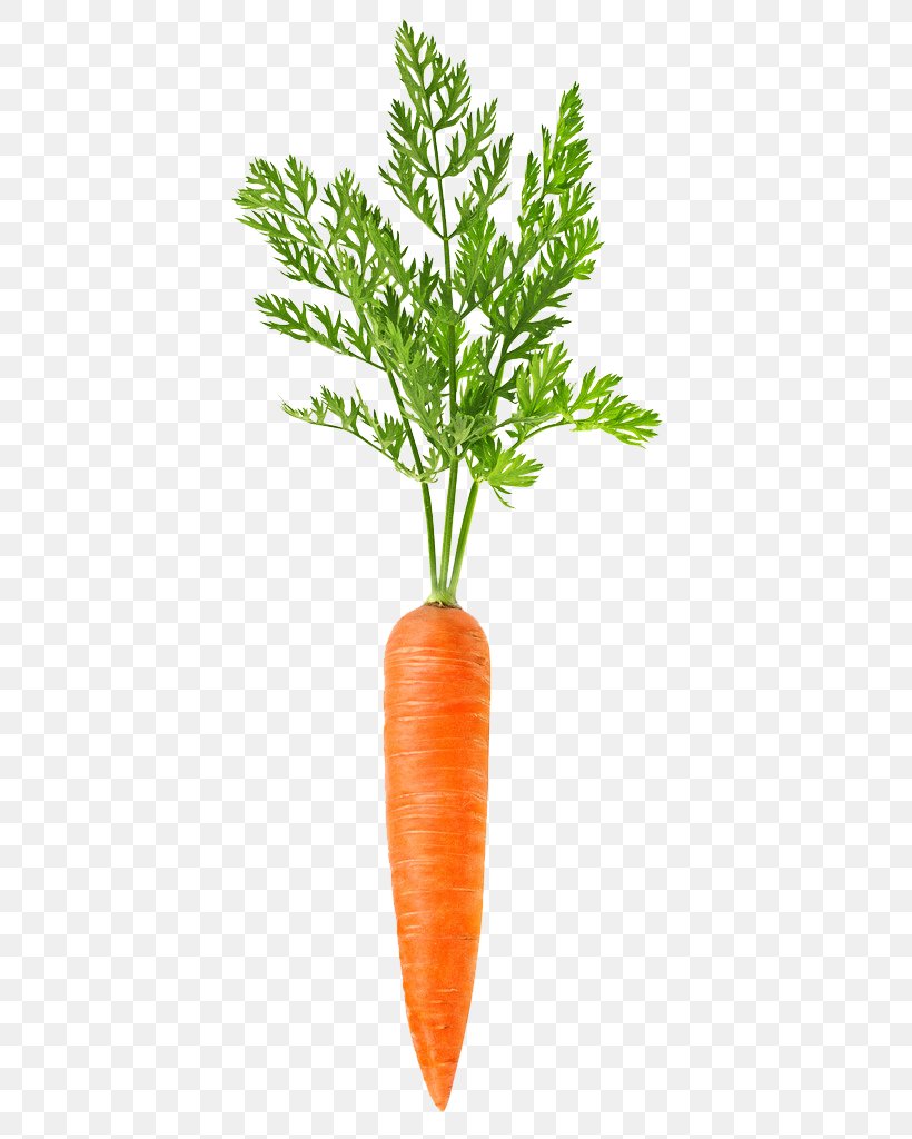 Carrot, PNG, 819x1024px, Carrot, Daucus Carota, Flowerpot, Food, Leaf Vegetable Download Free