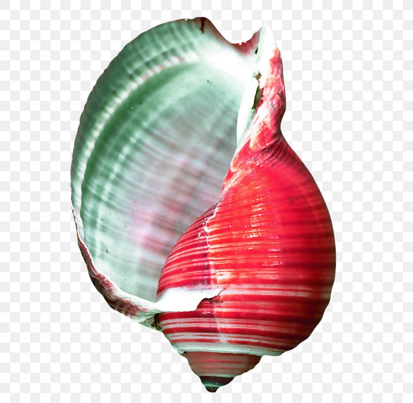Conchology Seashell Cockle Oyster, PNG, 593x800px, Conch, Blog, Chomikujpl, Clam, Cockle Download Free