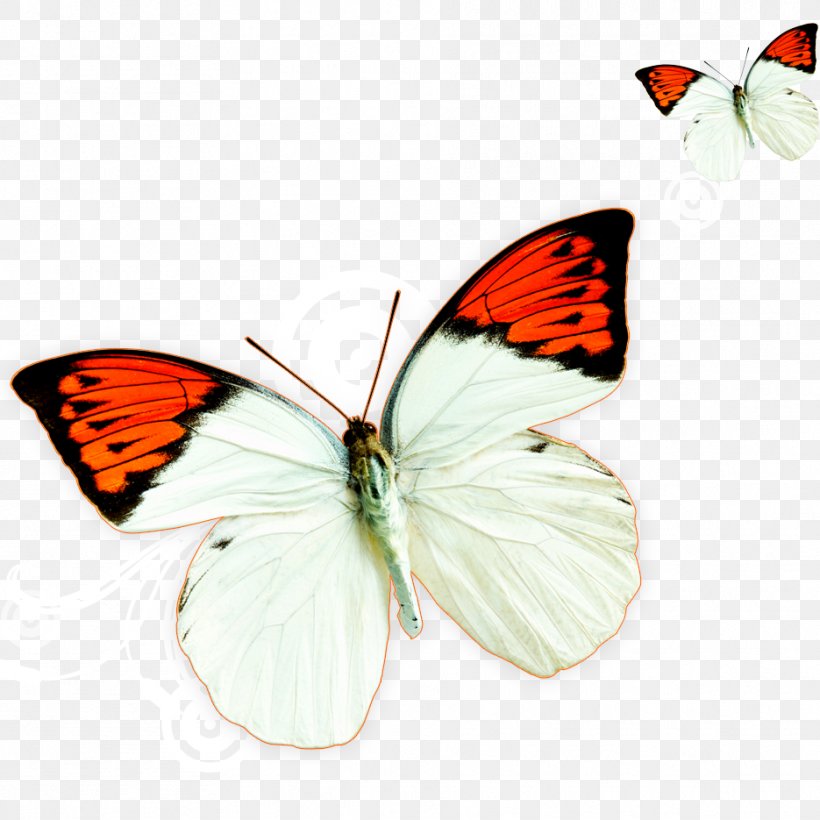 Download Template Computer File, PNG, 935x935px, Template, Arthropod, Brush Footed Butterfly, Butterfly, Creativity Download Free