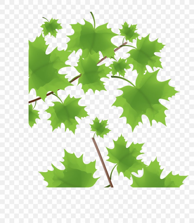 Green Maple Leaf, PNG, 1460x1674px, Green, Branch, Flowering Plant, Grape Leaves, Grapevine Family Download Free