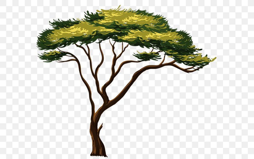 African Trees Clip Art, PNG, 600x516px, African Trees, Art, Baobab, Branch, Conifer Download Free