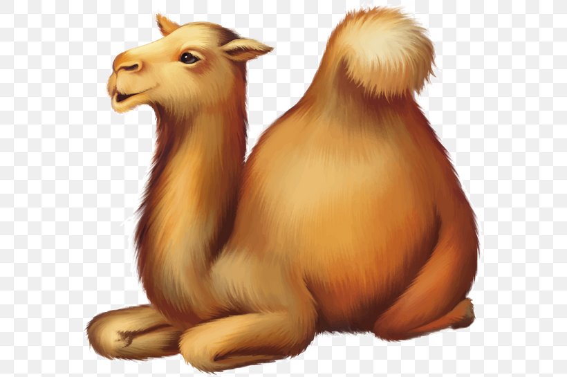 Comics Clip Art, PNG, 600x545px, Comics, Arabian Camel, Art, Camel, Camel Like Mammal Download Free