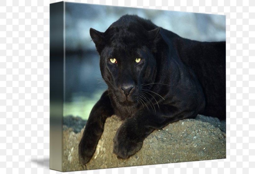 Cougar Imagekind Piña Colada Oil Painting, PNG, 650x560px, Cougar, Art, Big Cats, Black Panther, Canvas Download Free