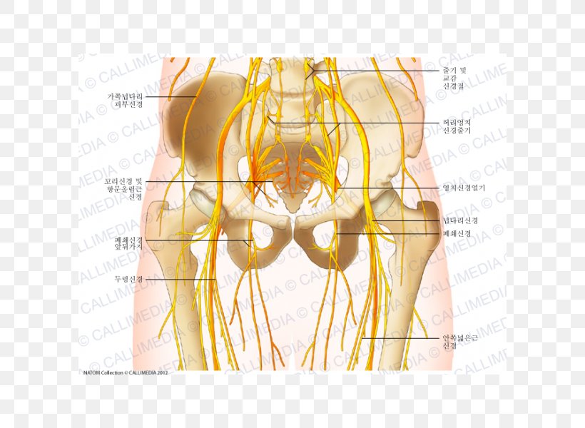 Pelvis Nerve Hip Human Anatomy Human Body, PNG, 600x600px, Watercolor, Cartoon, Flower, Frame, Heart Download Free
