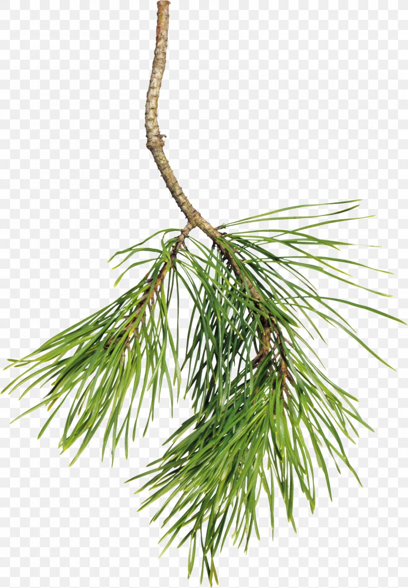 Pine Clip Art Christmas Tree Spruce, PNG, 3158x4555px, Pine, American Larch, American Pitch Pine, Balsam Fir, Branch Download Free