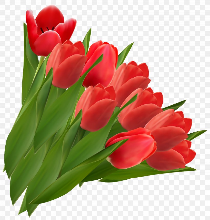 Tulip Flower Clip Art, PNG, 4935x5156px, Indira Gandhi Memorial Tulip Garden, Cdr, Color, Cut Flowers, Drawing Download Free