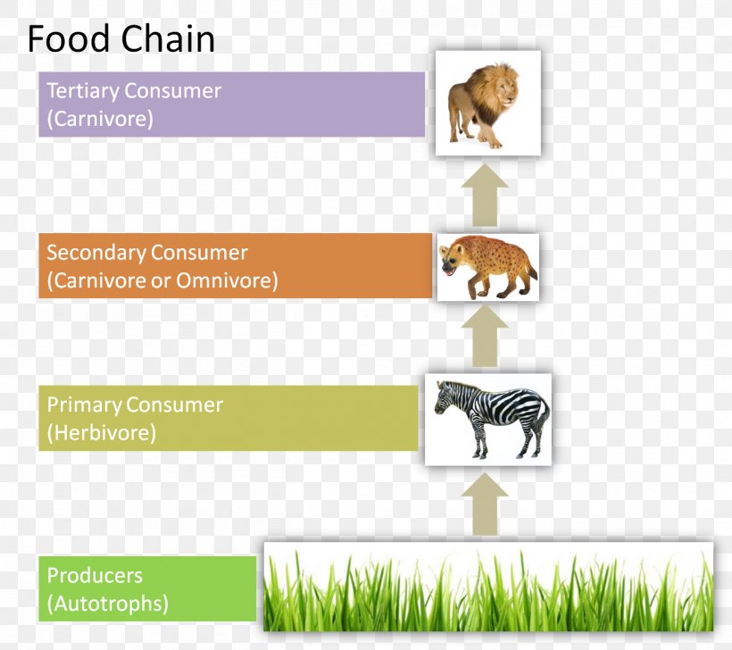 Food Chain Organism Energy Flow Food Web Ecology, PNG, 1302x1157px, Food Chain, Area, Biomagnification, Brand, Consumer Download Free